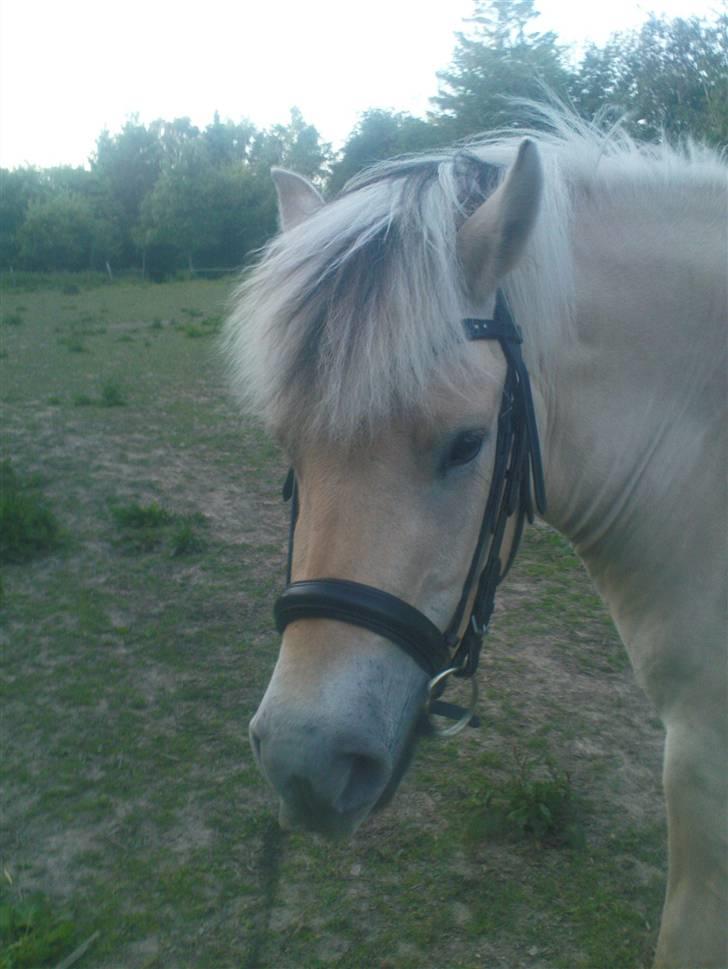 Fjordhest Annabell Solgt!! billede 11