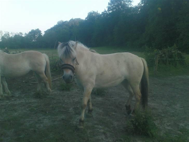 Fjordhest Annabell Solgt!! billede 12
