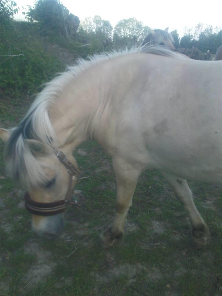 Fjordhest Annabell Solgt!! billede 13