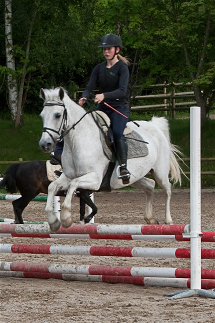 Anden særlig race Bella *SOLGT* - Nyeste nye .. <3 spring billede 14