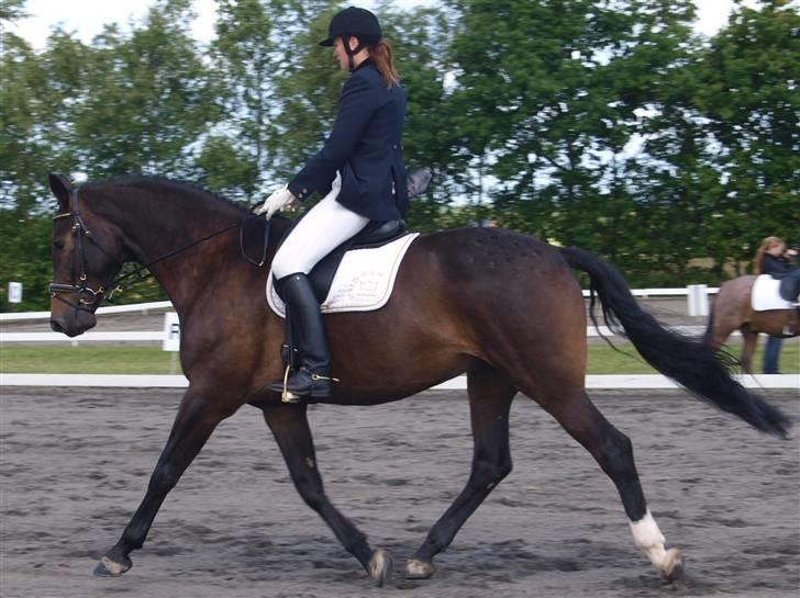 Dansk Varmblod Dancing star SOLGT - Ditte og Dancer i LA1 som de vandt billede 17