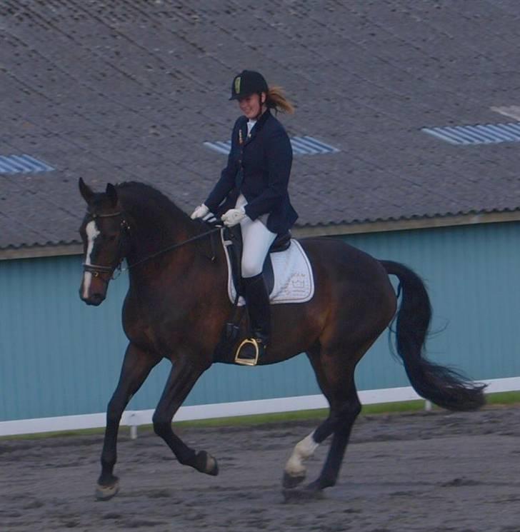 Dansk Varmblod Dancing star SOLGT - Galop i LA2 som de vandt billede 19