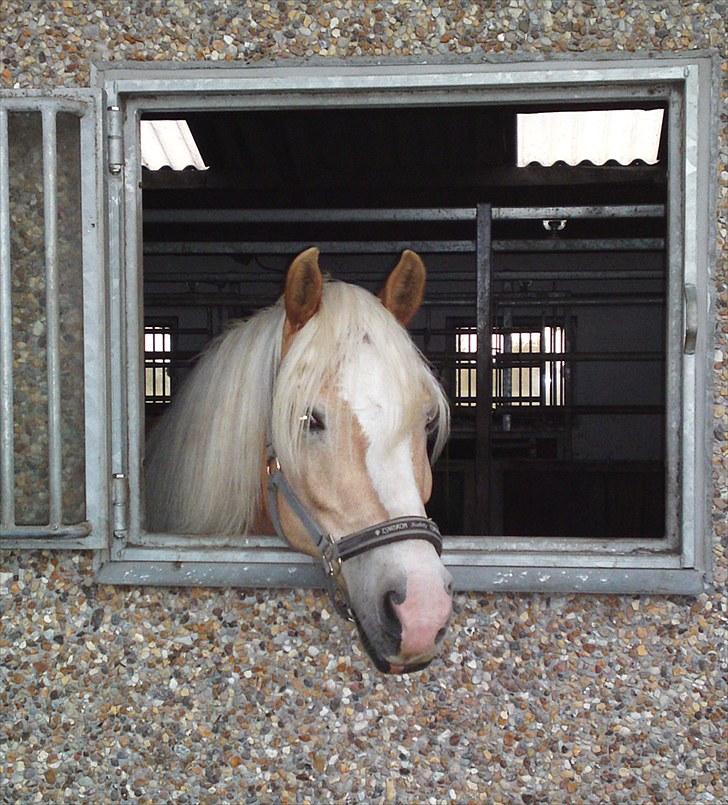 Haflinger Stardust - her bor jeg, Strandgården Juni 2010 billede 9