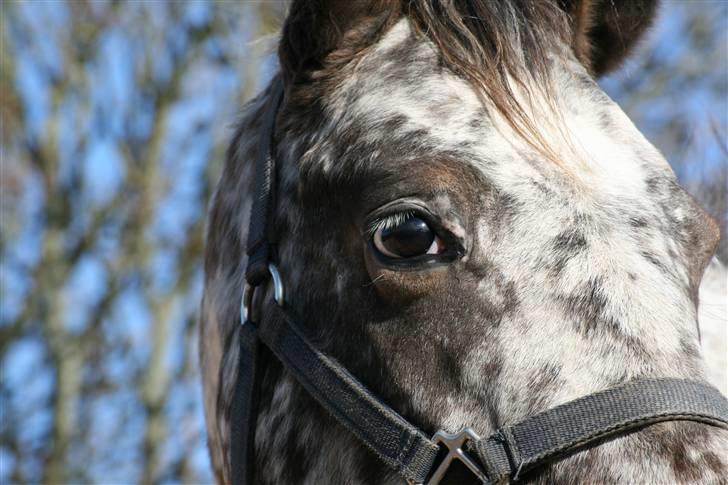 Knabstrupper Plette (solgt) billede 1