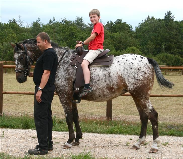 Knabstrupper Plette (solgt) billede 2