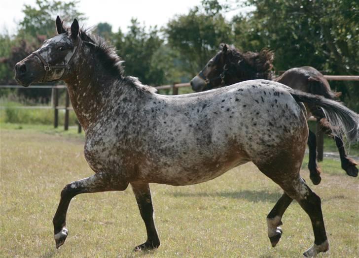 Knabstrupper Plette (solgt) billede 3