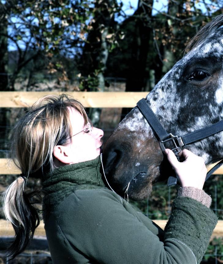 Knabstrupper Plette (solgt) billede 4