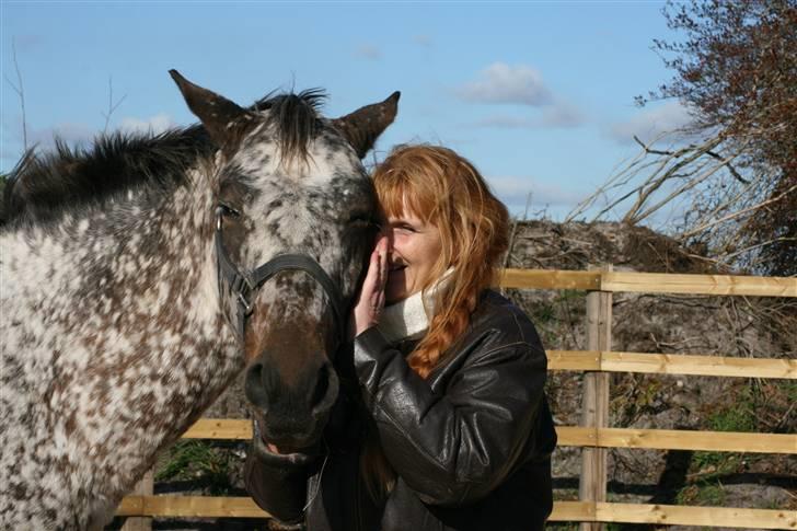 Knabstrupper Plette (solgt) billede 5