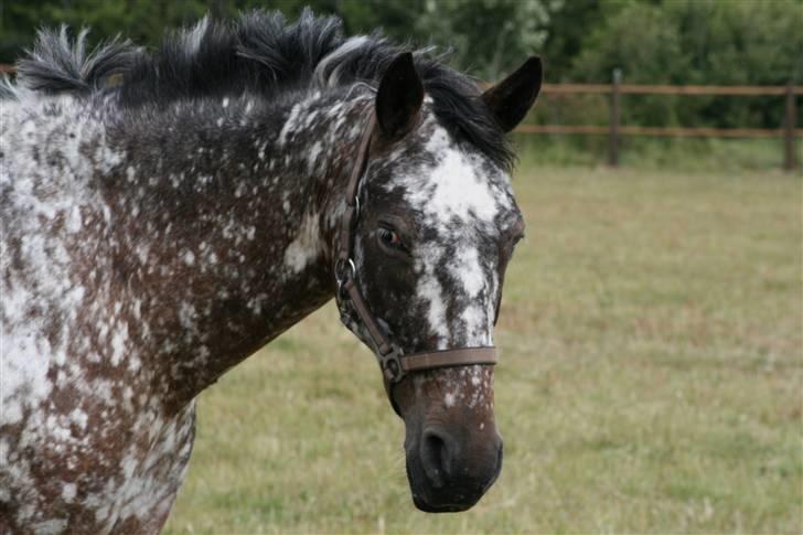 Knabstrupper Plette (solgt) billede 6