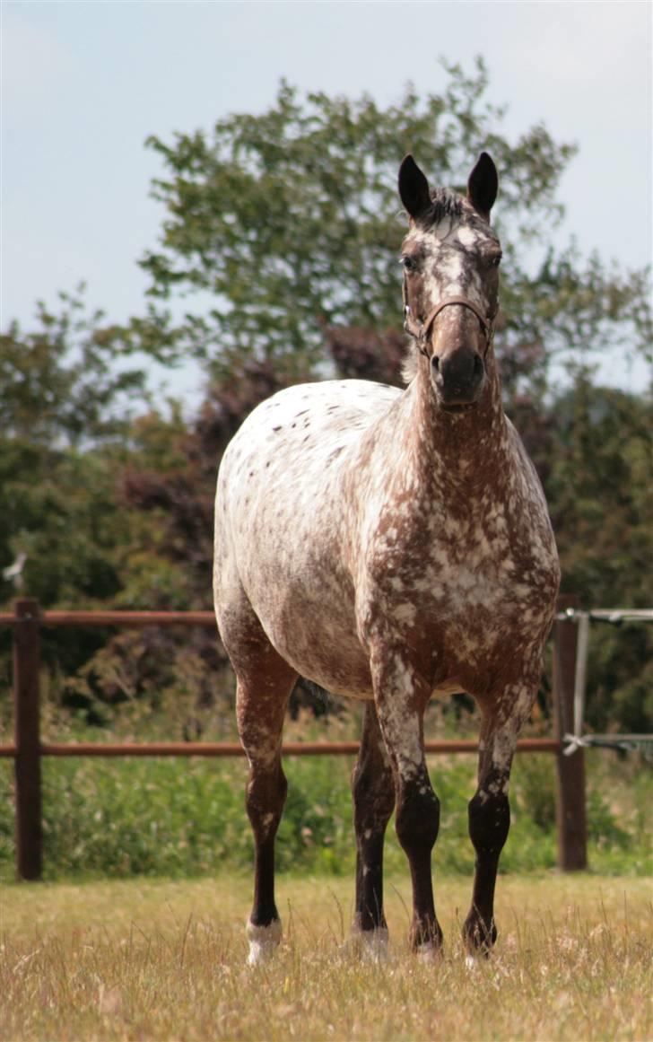 Knabstrupper Plette (solgt) billede 7