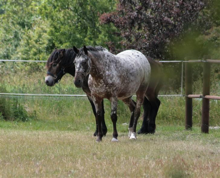 Knabstrupper Plette (solgt) billede 8