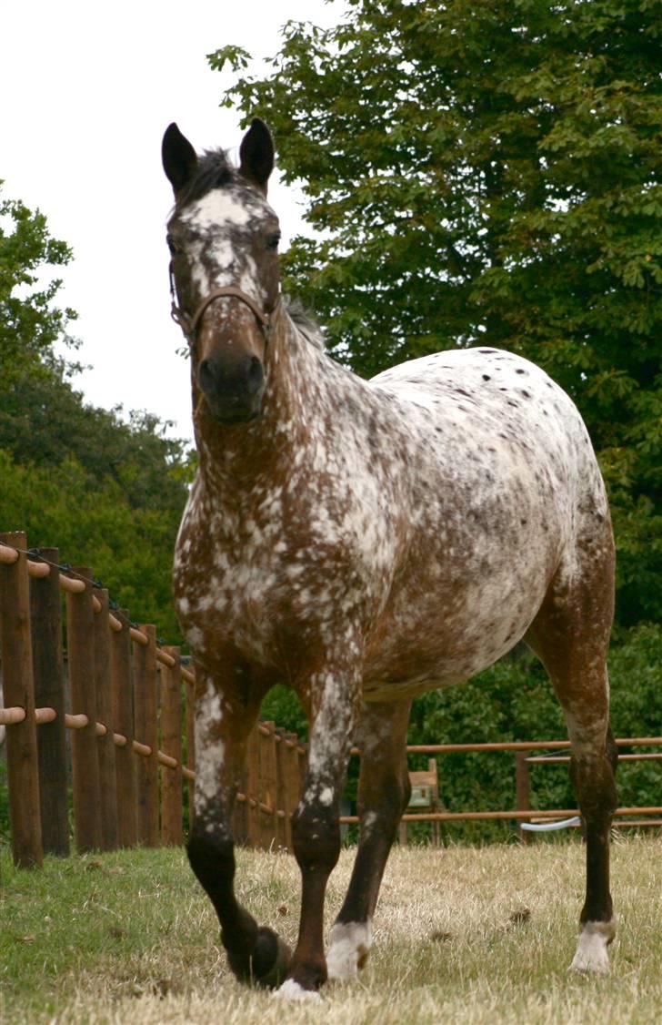 Knabstrupper Plette (solgt) billede 9