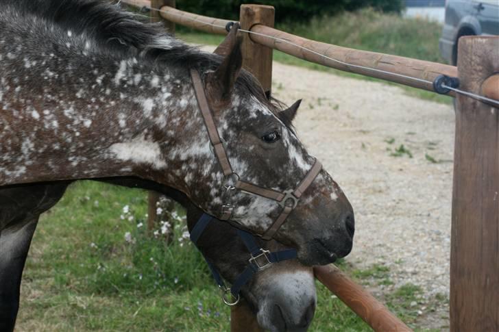 Knabstrupper Plette (solgt) billede 10