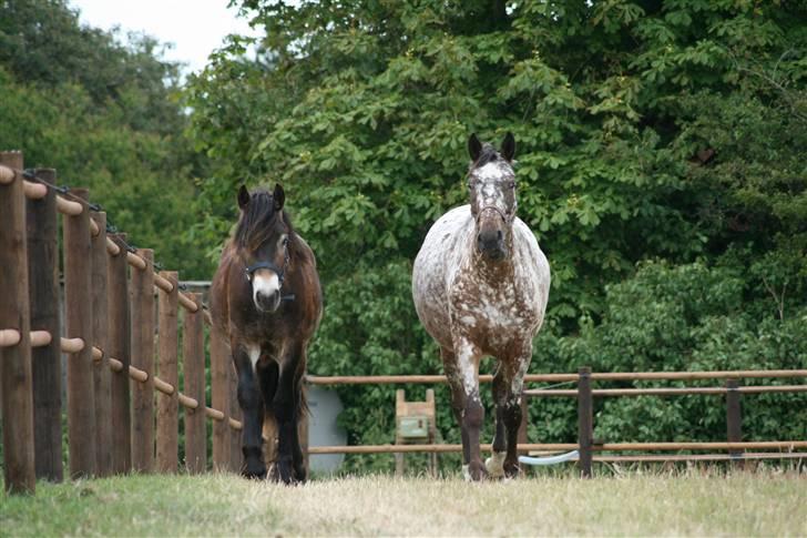 Knabstrupper Plette (solgt) billede 11