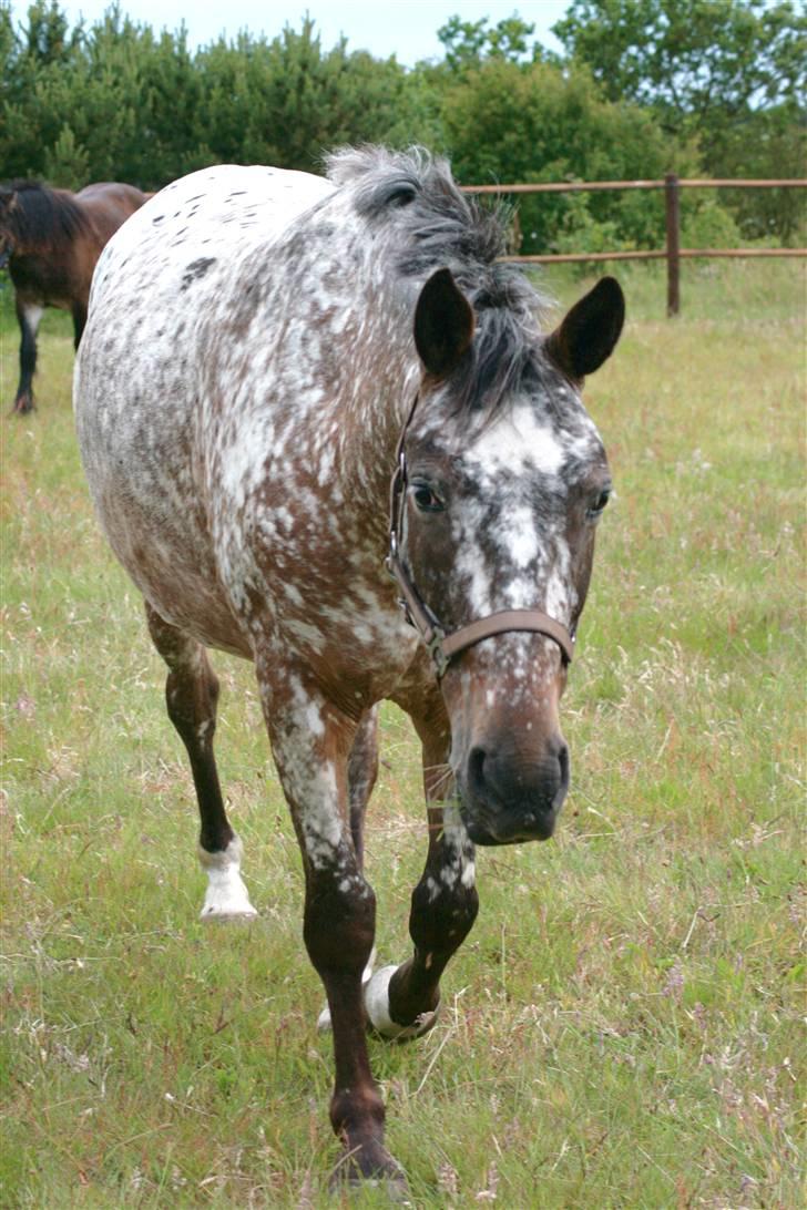 Knabstrupper Plette (solgt) billede 12