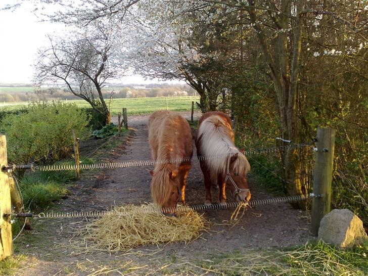 Islænder Reddi - Hygge på fold har lige fået halm.. billede 14