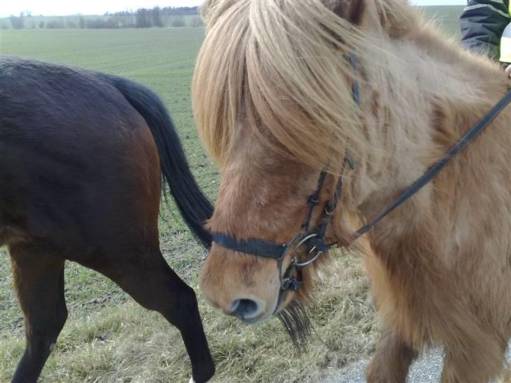 Islænder Reddi - Fra hygge turen.. billede 15