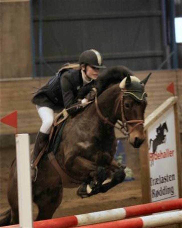 Welsh Cob (sec D) Gribvads Leading Silver - Mig og Silver i Billund til landsstævne. Nummer 6 ud af 81 :D billede 17