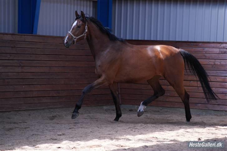 Dansk Varmblod Charming Salsa - RIP;( - Foto: meldgaard billede 2