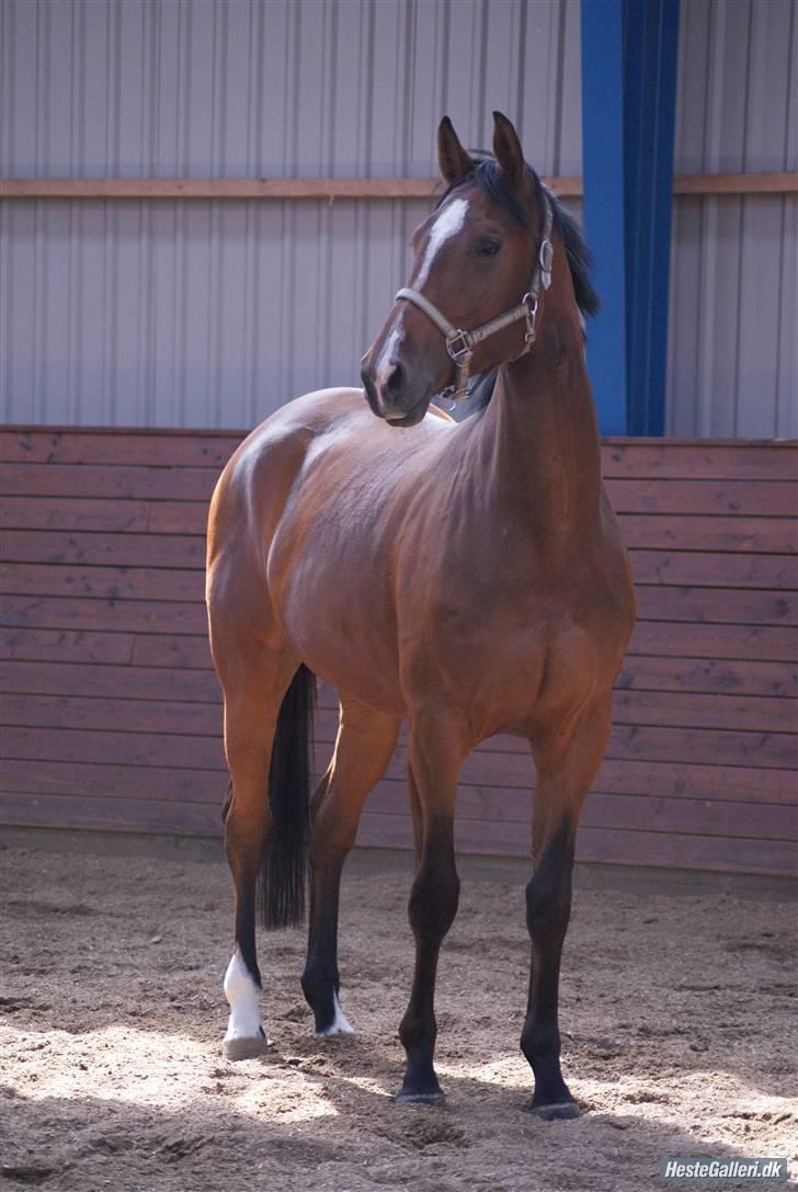 Dansk Varmblod Charming Salsa - RIP;( - Foto: meldgaard billede 7