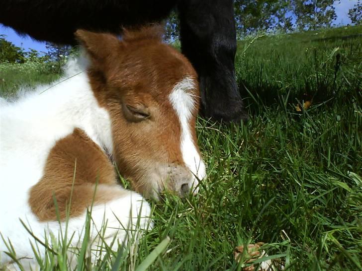 Miniature Bella Freja :). - Velkommen til Bellas Profil. -Hun ville være super glad for en kommentar+bedømmelse x) <3. billede 1