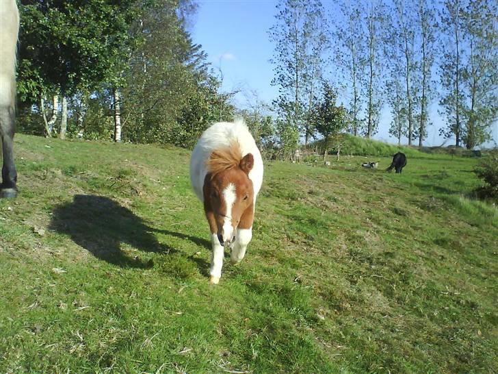 Miniature Bella Freja :). - På vej hen for at sige hej :). billede 2