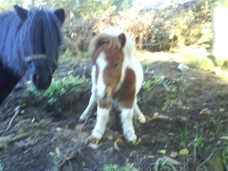 Miniature Bella Freja :). - Prøv lige at se hvordan jeg kan stå?! billede 3