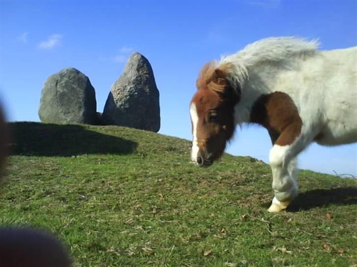 Miniature Bella Freja :). - Huhej, hvor det går! d; billede 4