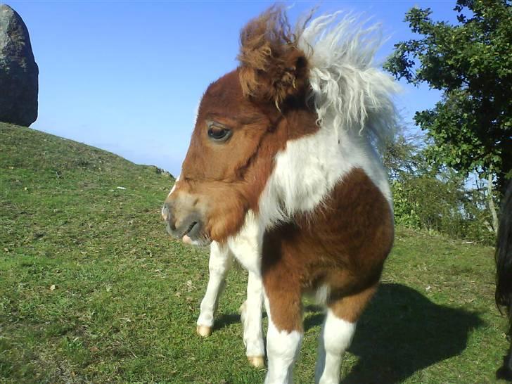 Miniature Bella Freja :). - Har lige fået grimen af, derfor grimemærker s; billede 5