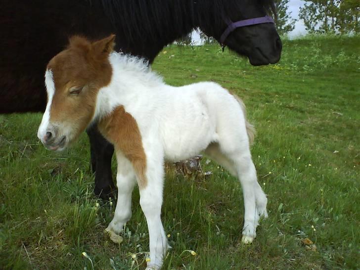 Miniature Bella Freja :). - På Bellas fødselsdag :). billede 6