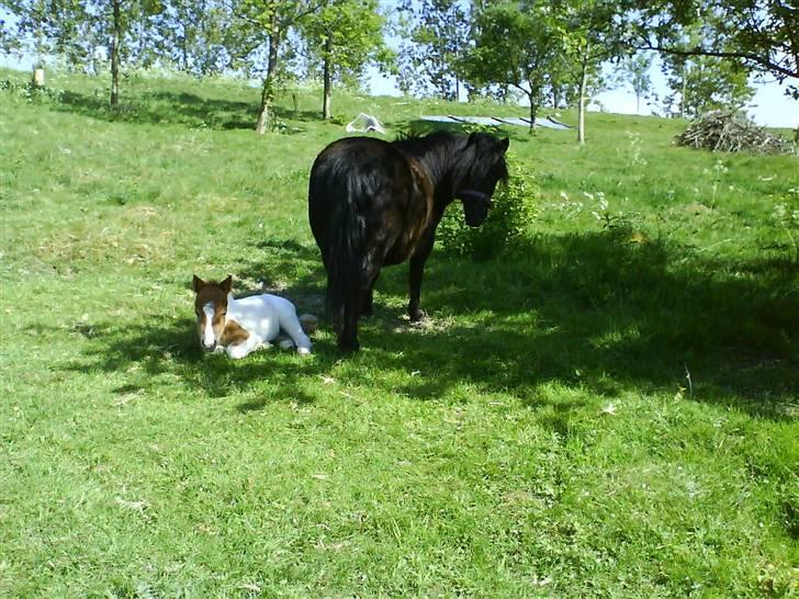 Miniature Bella Freja :). - Første gang vi så Bella :D. billede 7