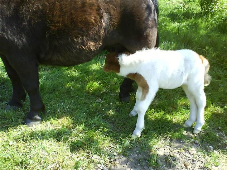 Miniature Bella Freja :). - <3. billede 8