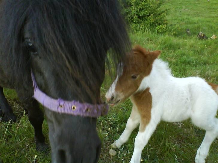 Miniature Bella Freja :). - Jeg elsker dig :-* . billede 9