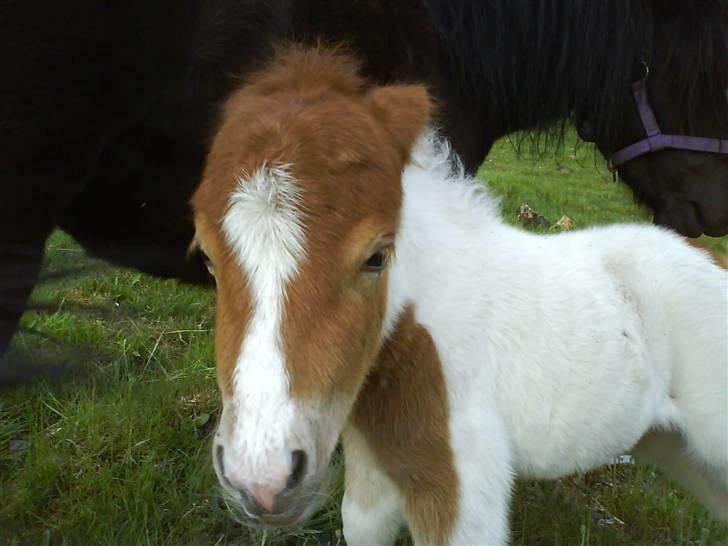 Miniature Bella Freja :). - Du er så så så kær :-* . billede 10