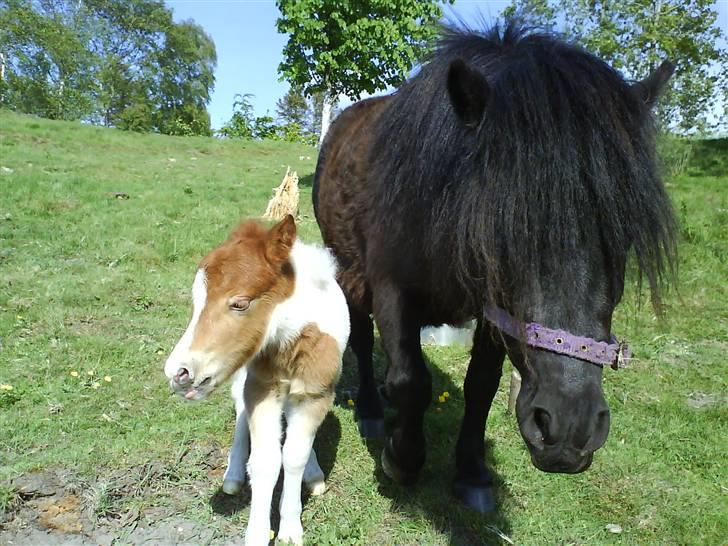 Miniature Bella Freja :). - Tak for nu :). billede 11