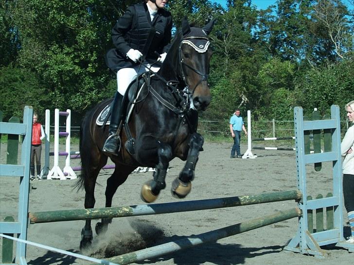 Oldenborg Prince- SORTE DJÆVLE - dressur hesten forklædt som spring hest :) billede 6