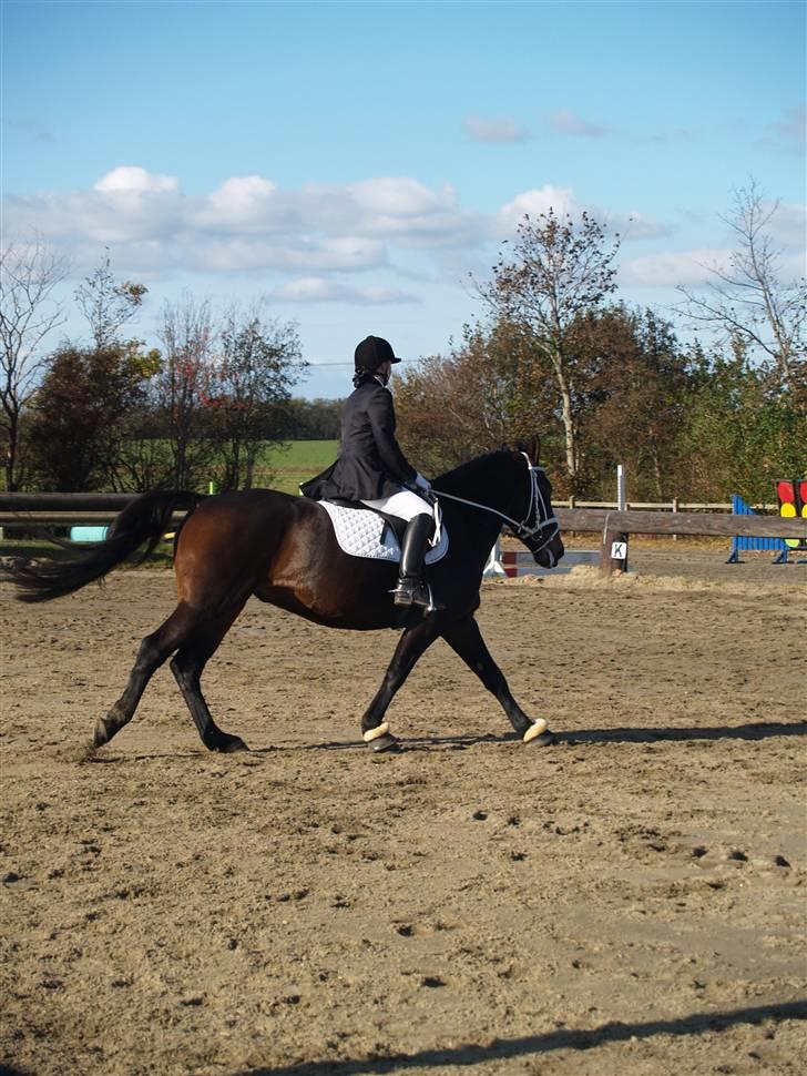 Oldenborg Prince- SORTE DJÆVLE - lindegårdsstævne 17oktober lc1 første udestævne så en 7 plads ud af 16 er så stolt :D billede 11