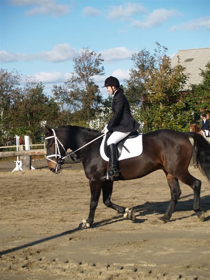 Oldenborg Prince- SORTE DJÆVLE - lindegårdsstævne 17oktober lc1 første udestævne så en 7 plads ud af 16 er så stolt :D billede 13