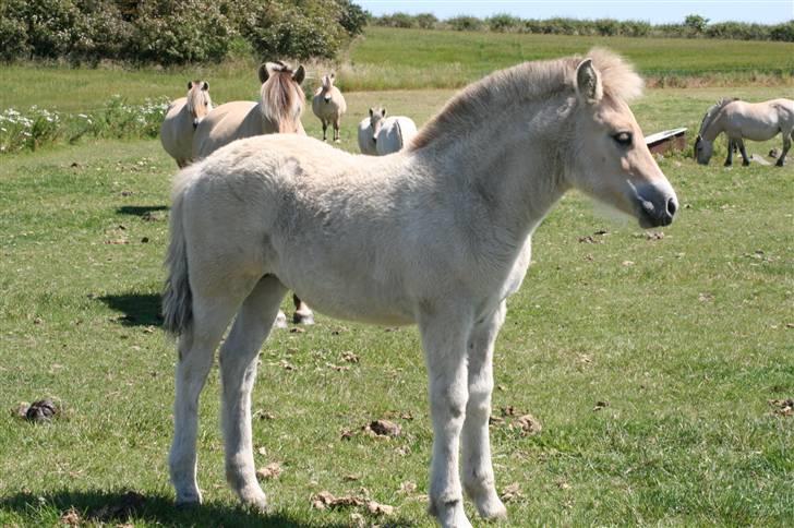 Fjordhest Clara Frølunde billede 1