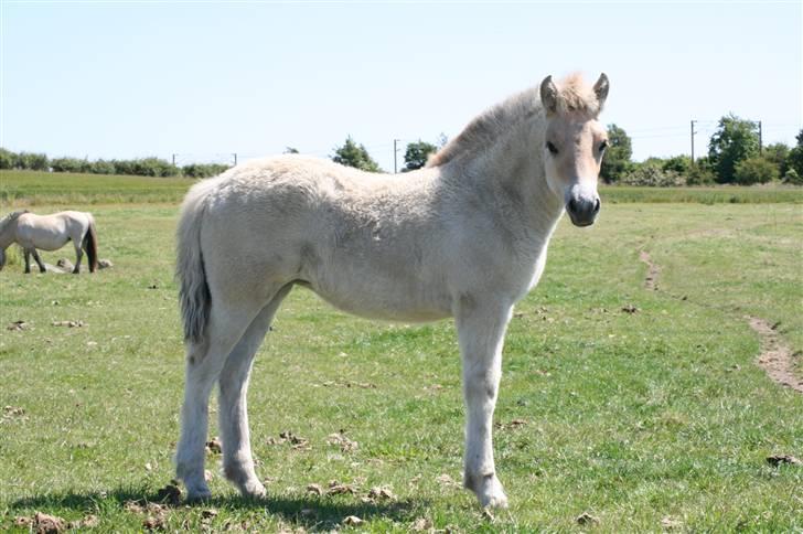 Fjordhest Clara Frølunde billede 2