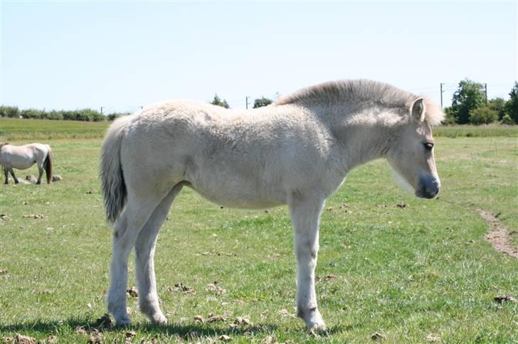 Fjordhest Clara Frølunde billede 3