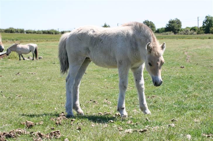 Fjordhest Clara Frølunde billede 4