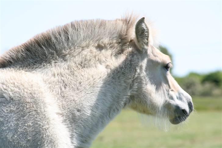Fjordhest Clara Frølunde billede 5