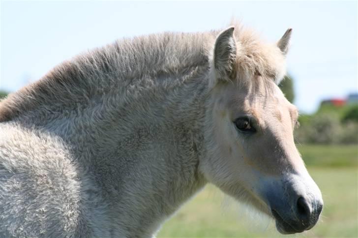 Fjordhest Clara Frølunde billede 6
