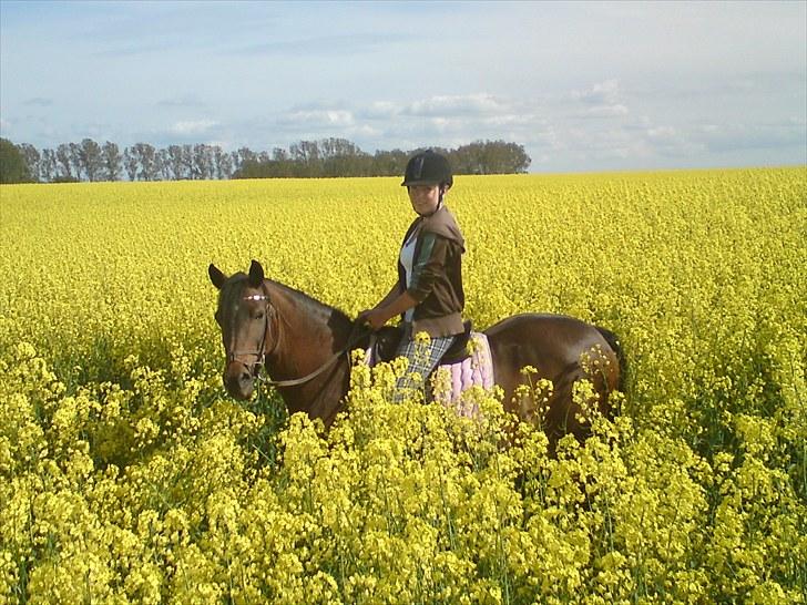 Anden særlig race Swippers *Himmelhest* - 1 ~ Velkommen til Swippes profil :)  billede 1