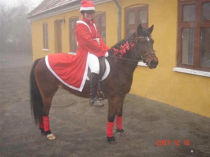 Anden særlig race Swippers *Himmelhest* - 8 ~ Swipper og mig til juleridning (Vinteren 07) Fotograf: Erling F. Madsen (far) billede 8