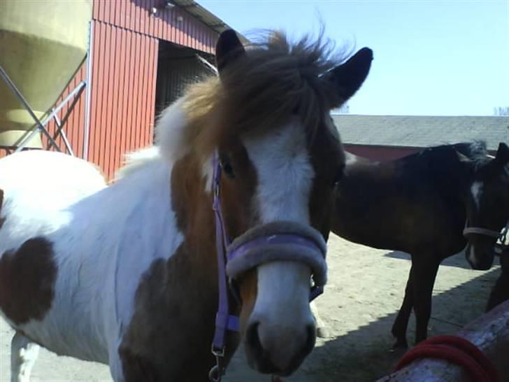 Anden særlig race hubert<33(elsketogsavnet) billede 18