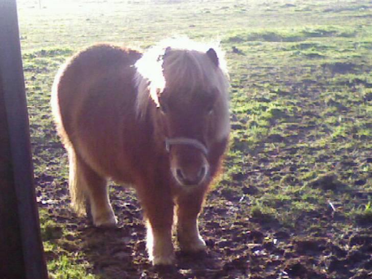 Shetlænder Nikolaj *død* billede 6