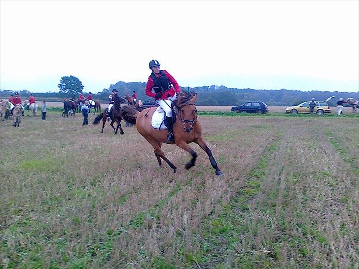Anden særlig race Di'Mani's Freja billede 3