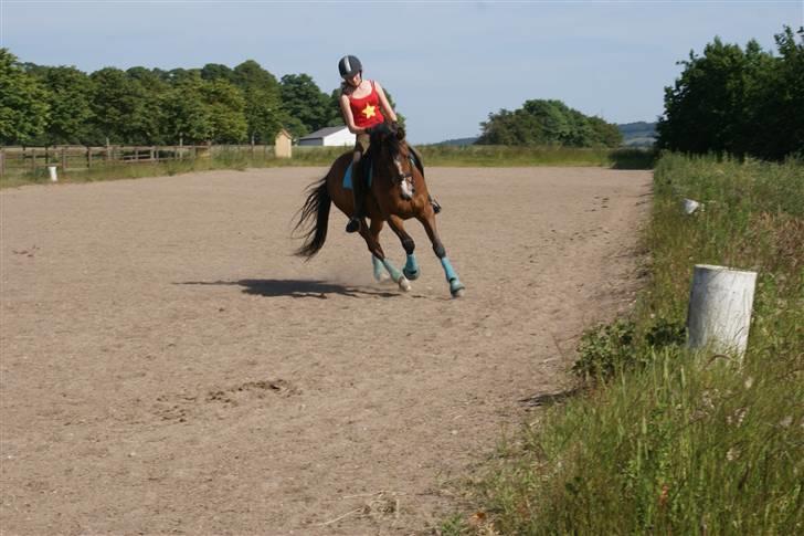 Tysk Sportspony Nino(Oscar) - Oscar - 26 Juni 2009 - Galop 10 meter volte. billede 15